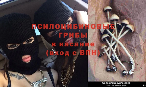 индика Дмитриев